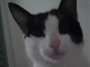 Gato raça SRD-ViraLata idade 7 a 11 meses nome Luffy