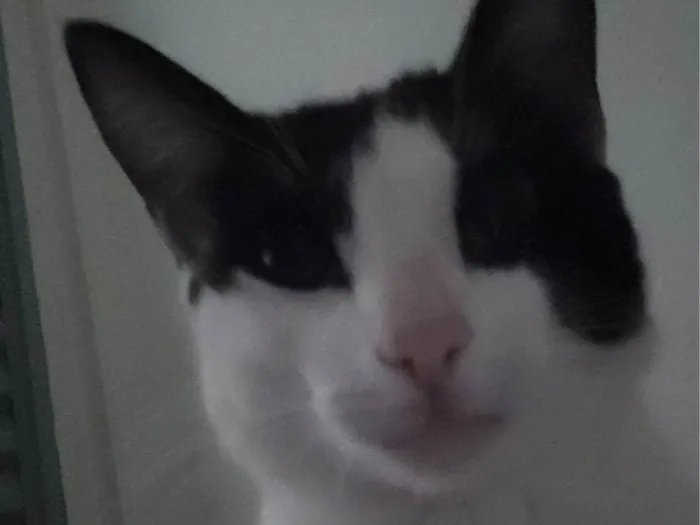 Gato ra a SRD-ViraLata idade 7 a 11 meses nome Luffy