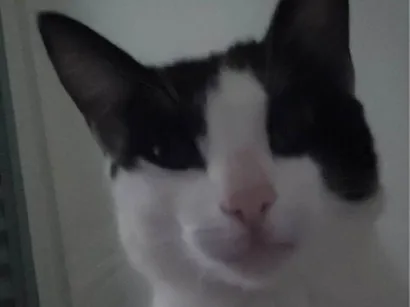 Gato raça SRD-ViraLata idade 7 a 11 meses nome Luffy