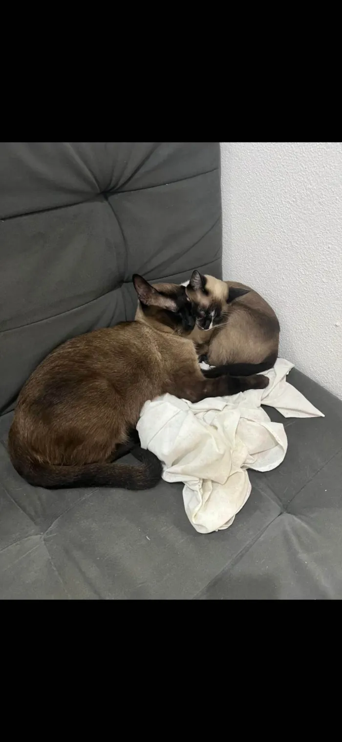 Gato ra a Siamês idade 2 anos nome Ragnar