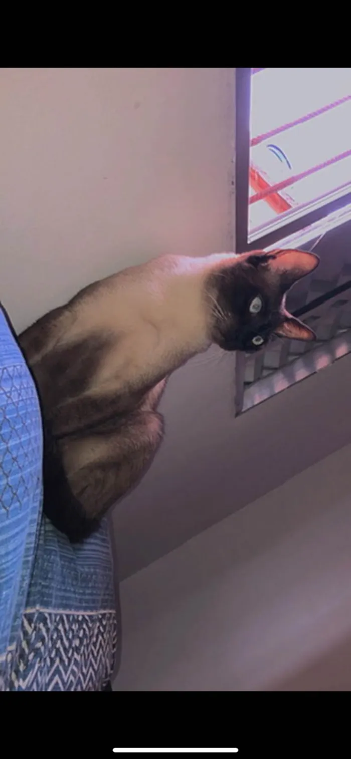 Gato ra a Siamês idade 2 anos nome Ragnar