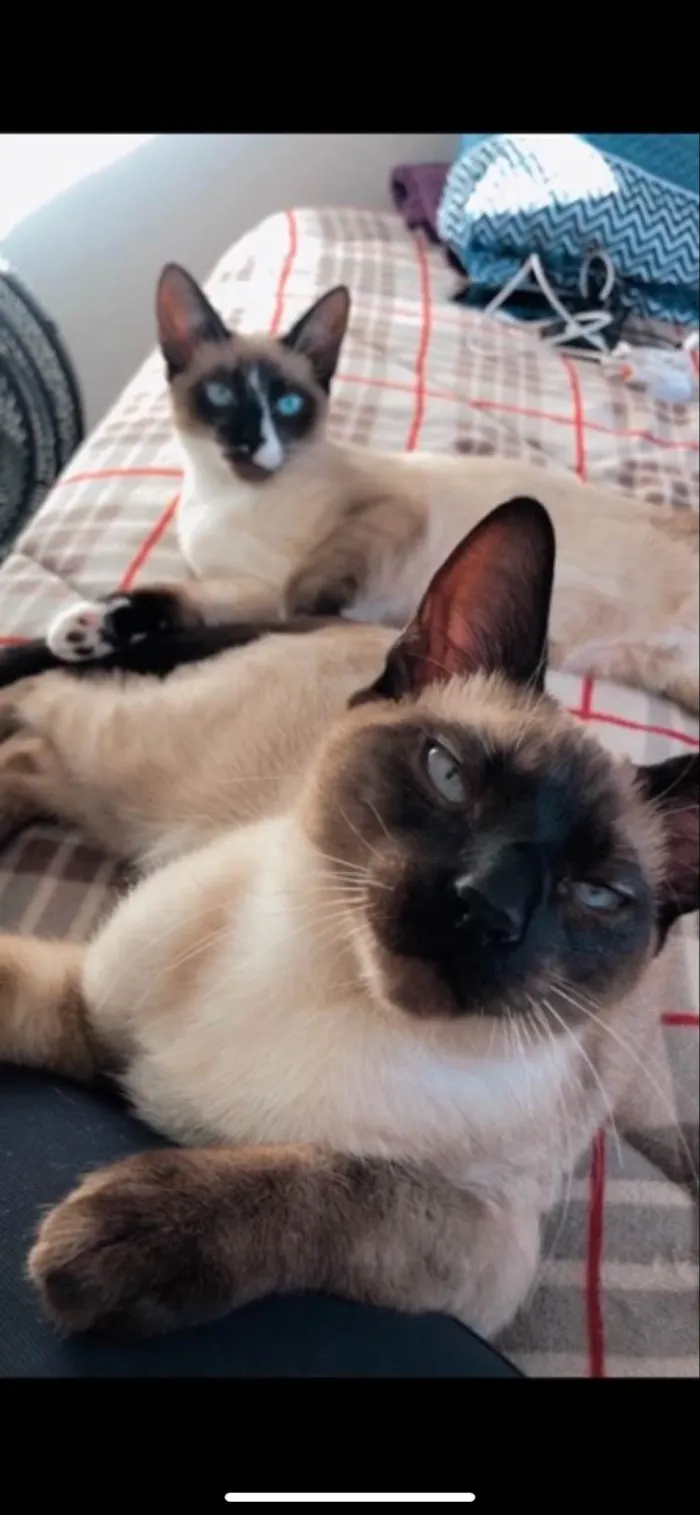 Gato ra a Siamês idade 2 anos nome Ragnar