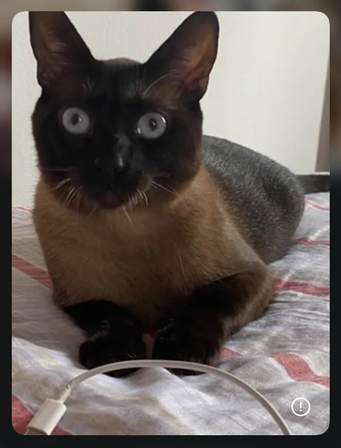 Gato ra a Siamês idade 2 anos nome Ragnar