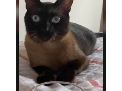 Gato raça Siamês idade 2 anos nome Ragnar