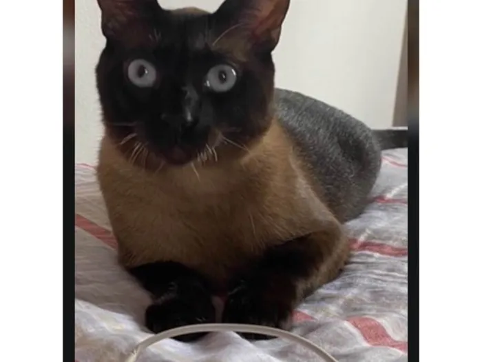 Gato ra a Siamês idade 2 anos nome Ragnar
