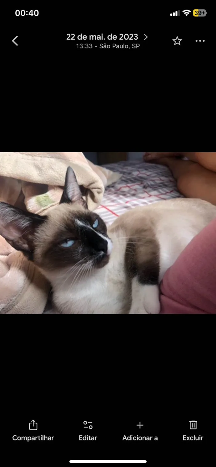 Gato ra a Siamês idade 2 anos nome Maya