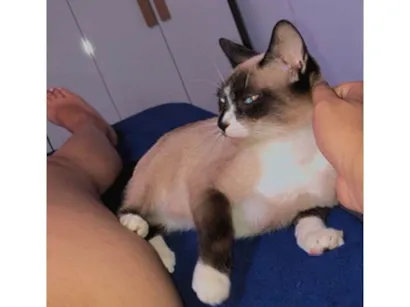 Gato raça Siamês idade 2 anos nome Maya