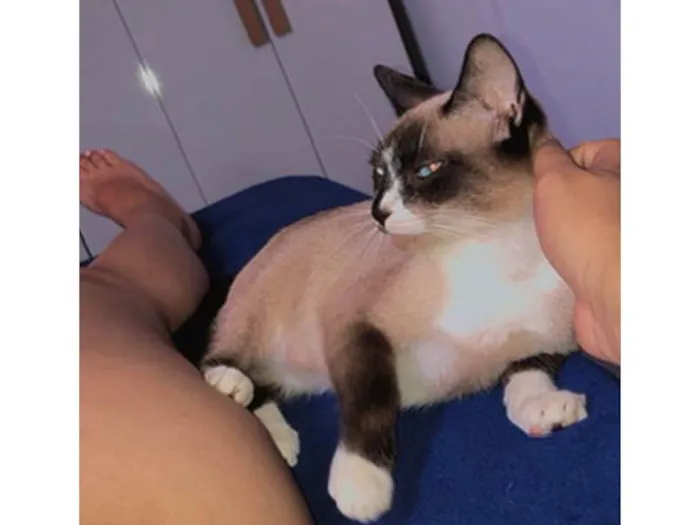 Gato ra a Siamês idade 2 anos nome Maya