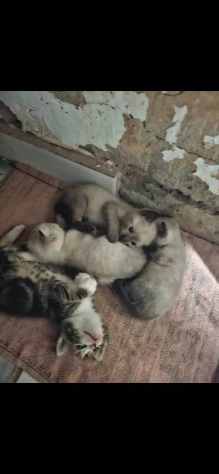 Gato ra a SRD-ViraLata idade 2 a 6 meses nome Anna