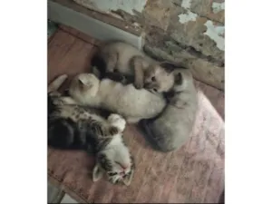 Gato raça SRD-ViraLata idade 2 a 6 meses nome Anna 