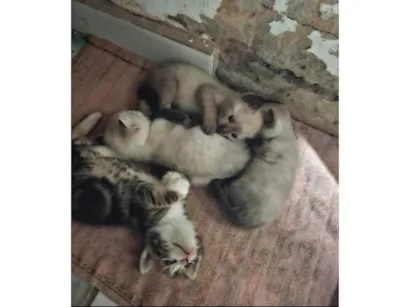 Gato raça SRD-ViraLata idade 2 a 6 meses nome Anna