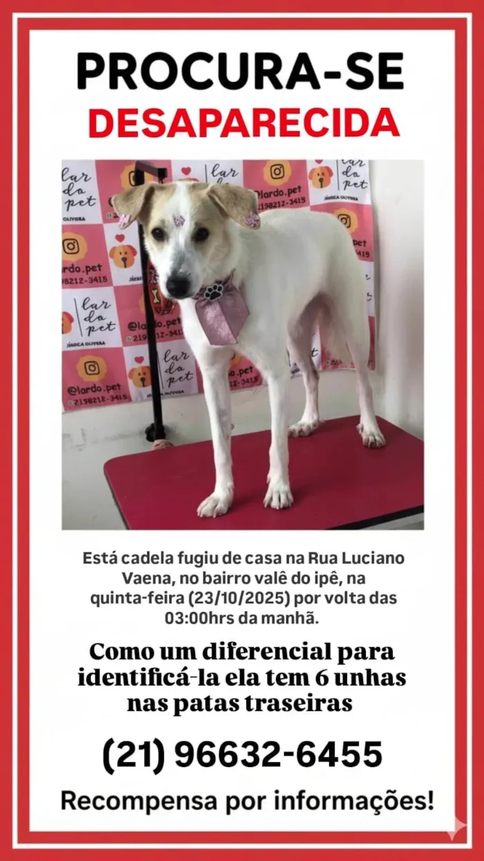 Cachorro ra a SRD-ViraLata idade 1 ano nome Liz