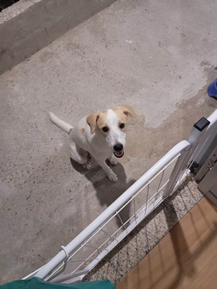 Cachorro ra a SRD-ViraLata idade 1 ano nome Liz