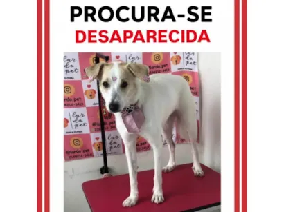 Cachorro raça SRD-ViraLata idade 1 ano nome Liz