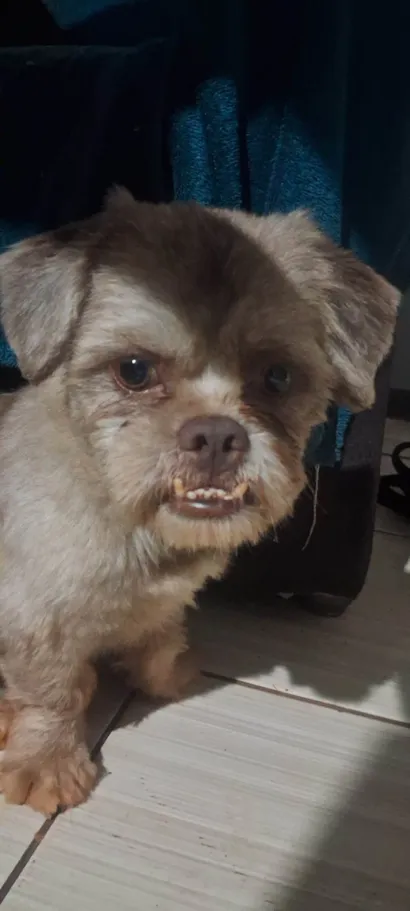 Cachorro raça Shitzu idade 7 a 11 meses nome Dog Dog