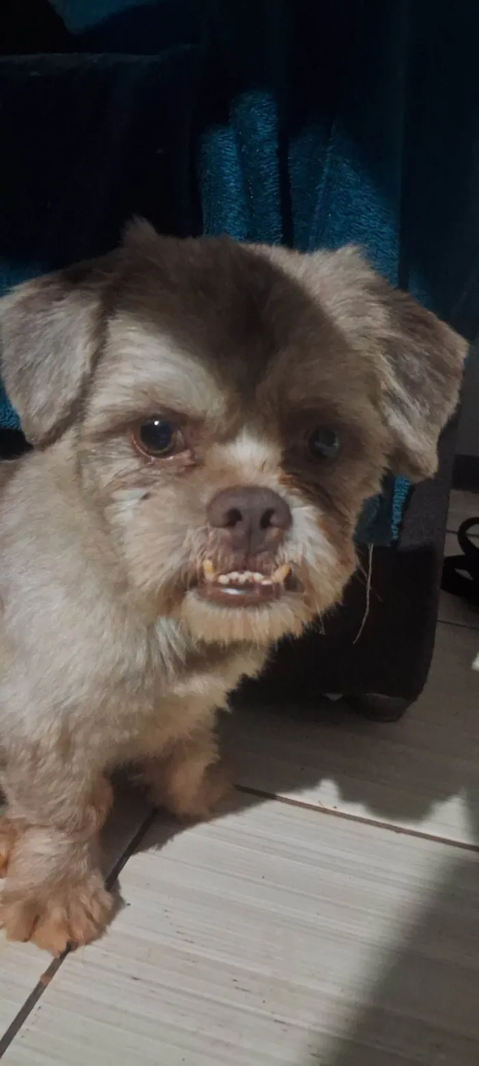 Cachorro ra a Shitzu idade 7 a 11 meses nome Dog Dog