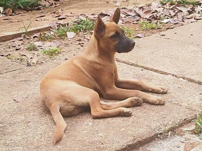 Cachorro ra a SRD-ViraLata idade 7 a 11 meses nome Safira