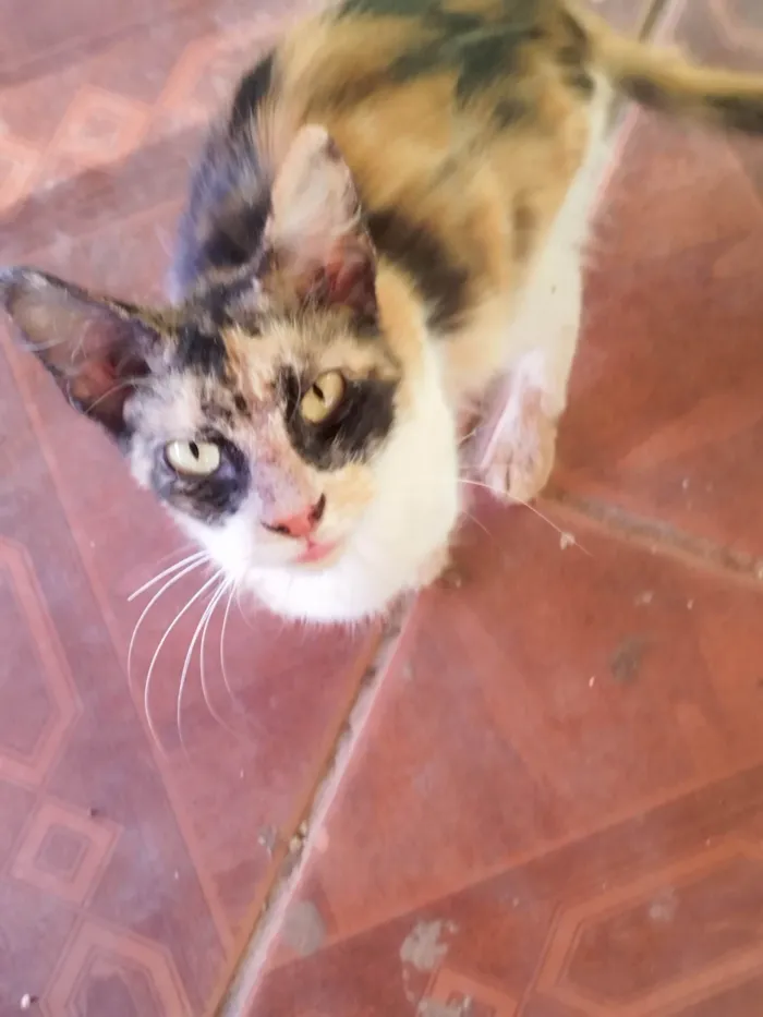 Gato ra a SRD-ViraLata idade 7 a 11 meses nome 9 gatos