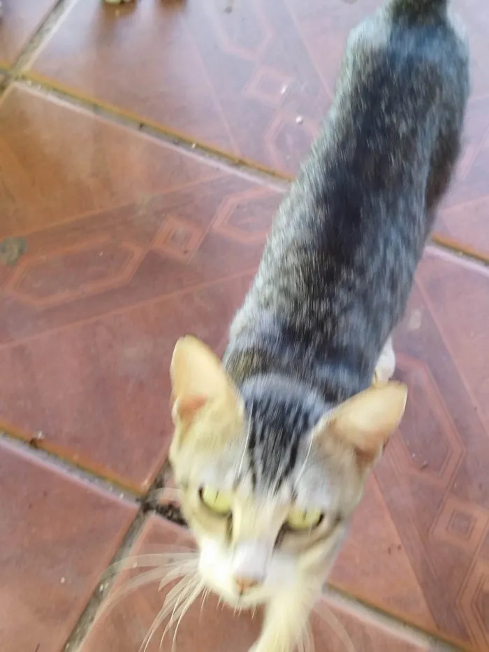 Gato ra a SRD-ViraLata idade 7 a 11 meses nome 9 gatos