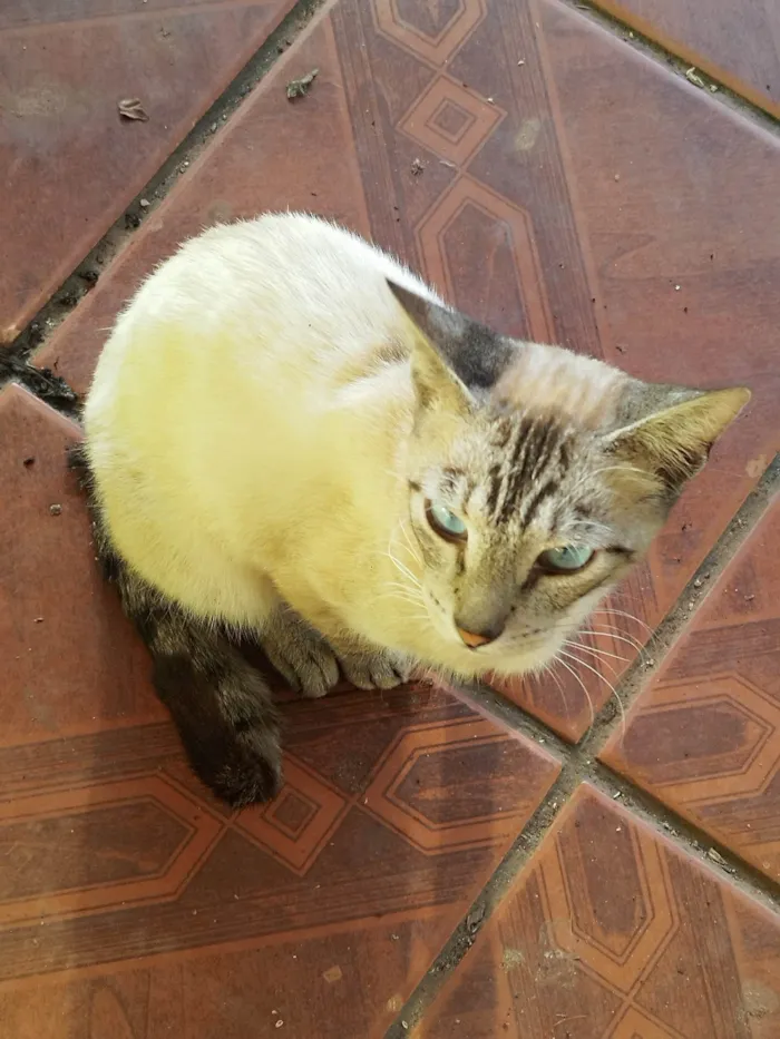 Gato ra a SRD-ViraLata idade 7 a 11 meses nome 9 gatos