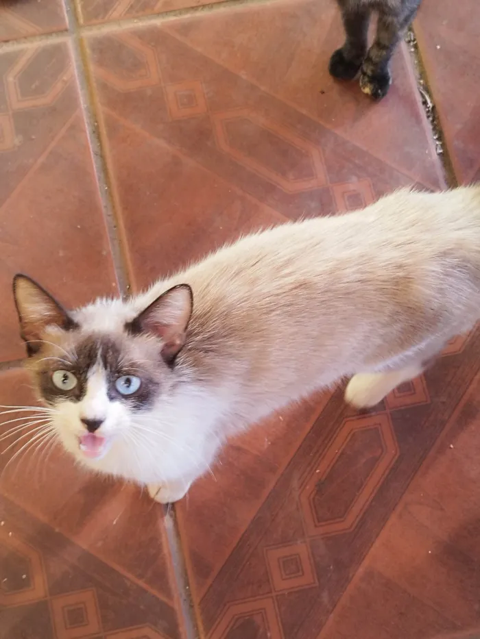 Gato ra a SRD-ViraLata idade 7 a 11 meses nome 9 gatos
