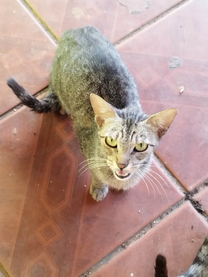 Gato ra a SRD-ViraLata idade 7 a 11 meses nome 9 gatos