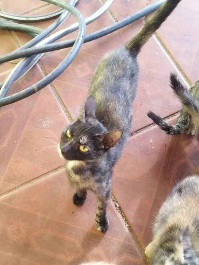 Gato ra a SRD-ViraLata idade 7 a 11 meses nome 9 gatos