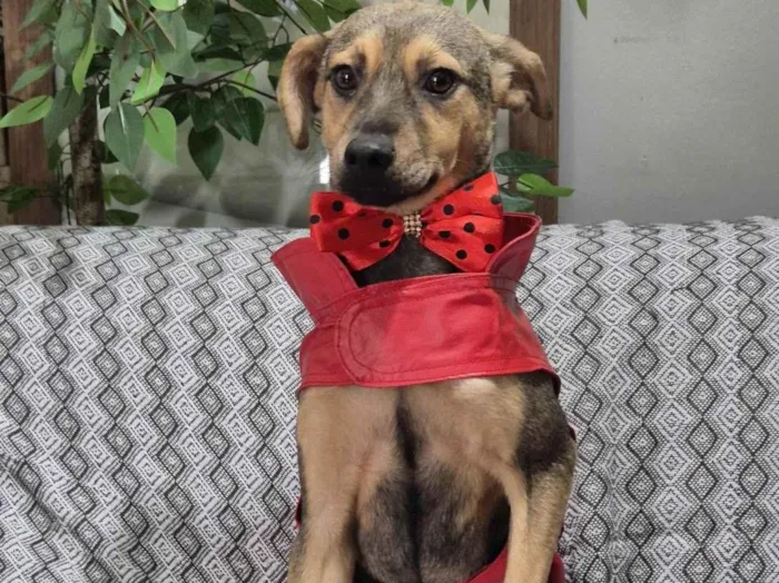 Cachorro ra a SRD-ViraLata idade 7 a 11 meses nome Bento