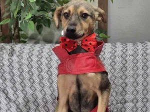 Cachorro raça SRD-ViraLata idade 7 a 11 meses nome Bento