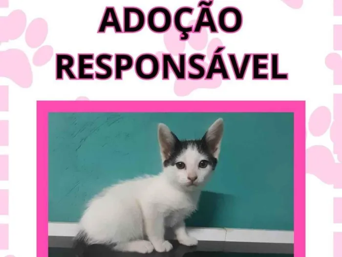 Gato raça SRD-ViraLata idade 2 a 6 meses nome Gatinho 
