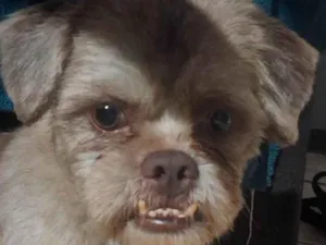 Cachorro raça Shitzu idade 7 a 11 meses nome Dog Dog