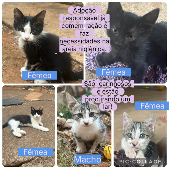 Gato ra a SRD-ViraLata idade Abaixo de 2 meses nome Gatinhos