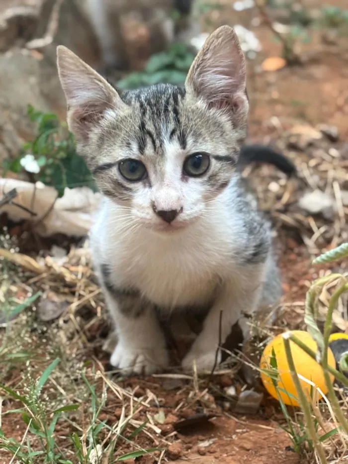 Gato ra a SRD-ViraLata idade Abaixo de 2 meses nome Gatinhos