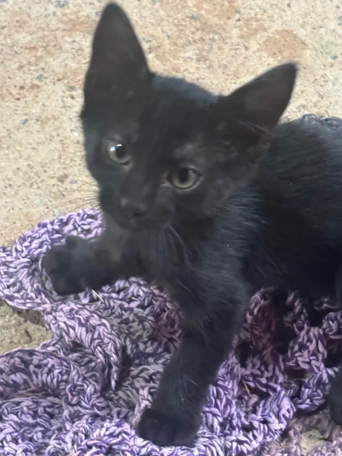 Gato ra a SRD-ViraLata idade Abaixo de 2 meses nome Gatinhos