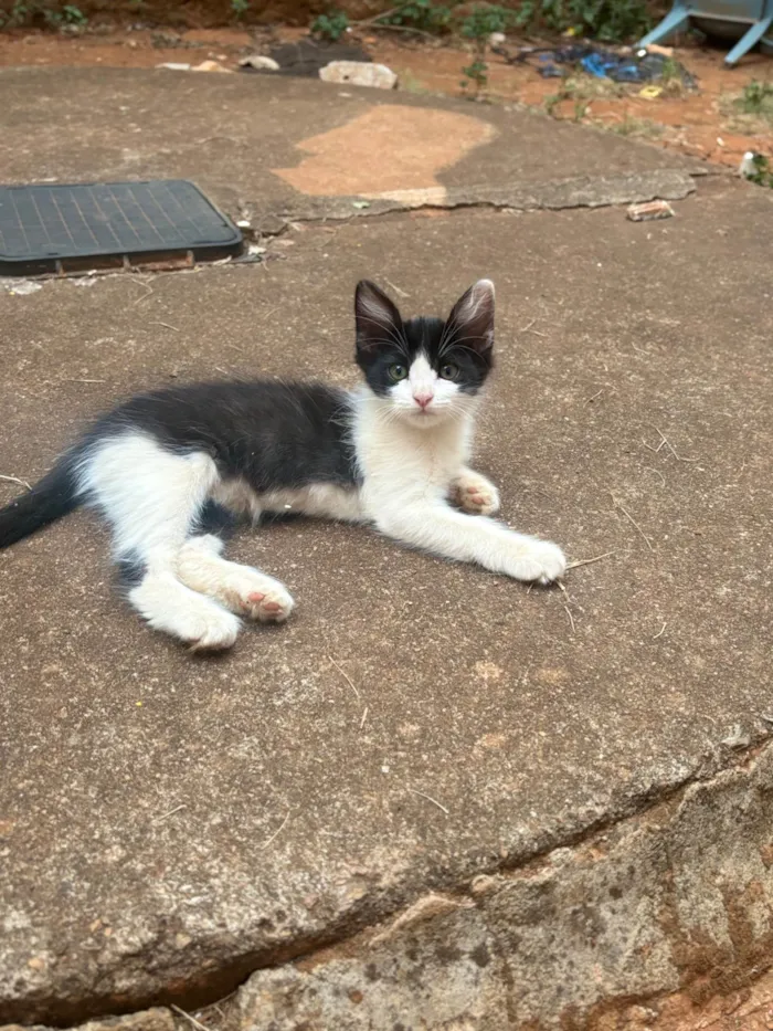 Gato ra a SRD-ViraLata idade Abaixo de 2 meses nome Gatinhos