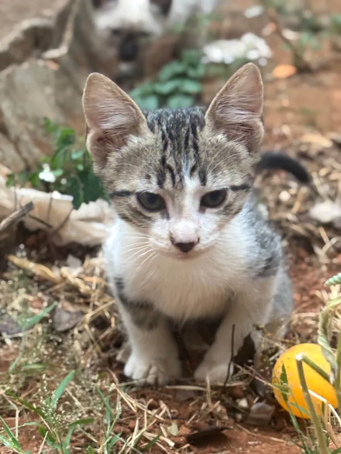 Gato ra a SRD-ViraLata idade Abaixo de 2 meses nome Gatinhos