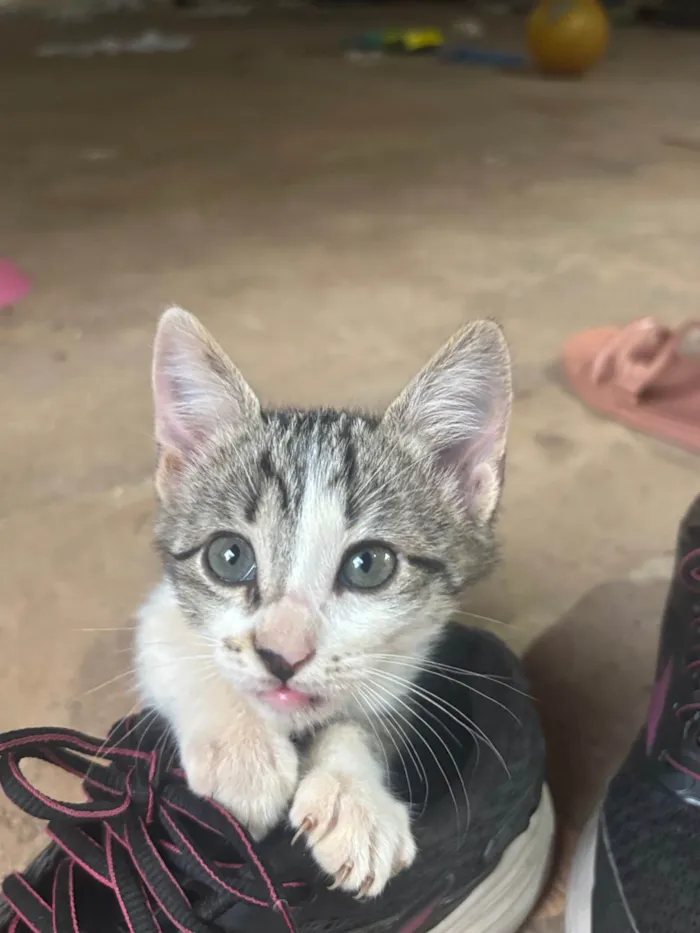 Gato ra a SRD-ViraLata idade Abaixo de 2 meses nome Gatinhos