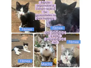 Gato raça SRD-ViraLata idade Abaixo de 2 meses nome Gatinhos