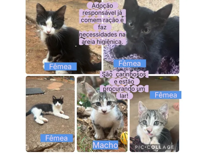 Gato ra a SRD-ViraLata idade Abaixo de 2 meses nome Gatinhos