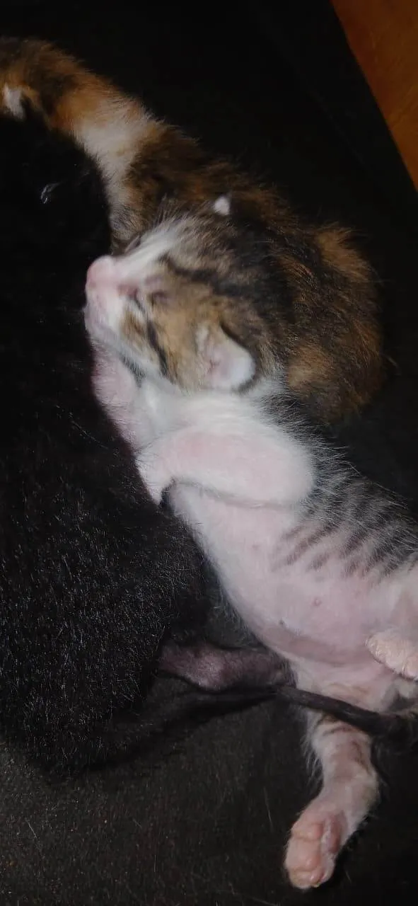 Gato ra a Angorá idade 2 a 6 meses nome Sem nome 