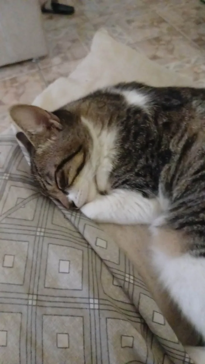 Gato ra a Angorá idade 2 a 6 meses nome Sem nome 