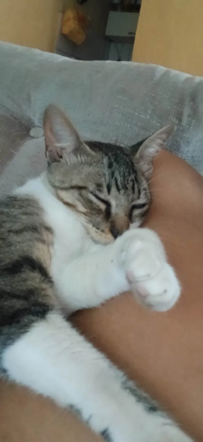 Gato ra a Angorá idade 2 a 6 meses nome Sem nome 