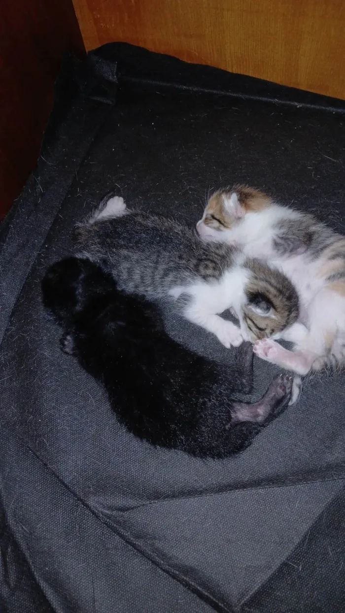 Gato ra a Angorá idade 2 a 6 meses nome Sem nome 