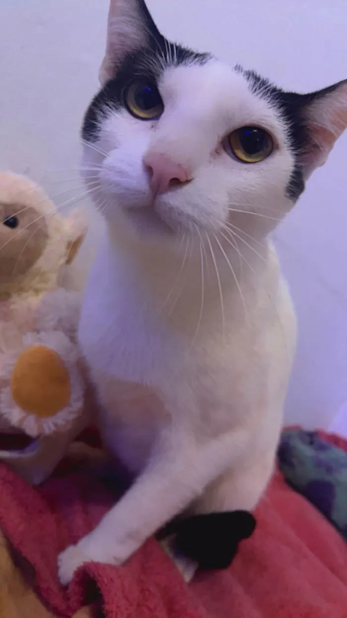 Gato ra a SRD-ViraLata idade 2 anos nome Branquinha