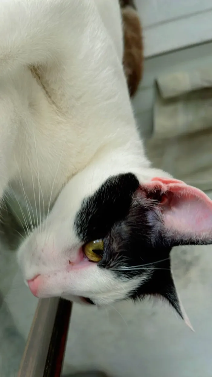 Gato ra a SRD-ViraLata idade 2 anos nome Branquinha