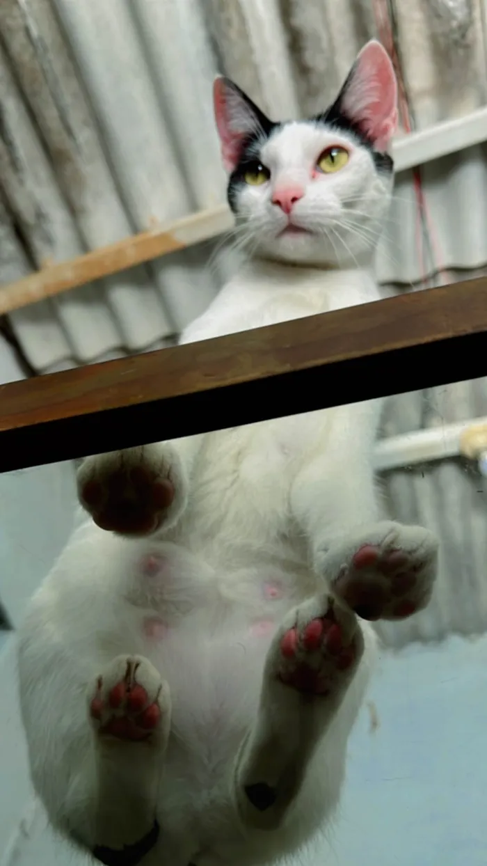 Gato ra a SRD-ViraLata idade 2 anos nome Branquinha