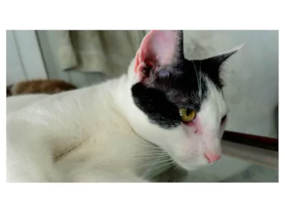 Gato raça SRD-ViraLata idade 2 anos nome Branquinha