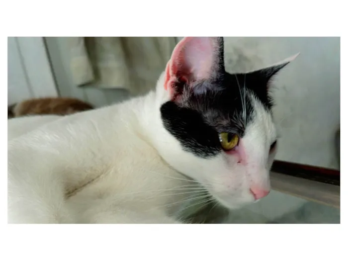 Gato ra a SRD-ViraLata idade 2 anos nome Branquinha
