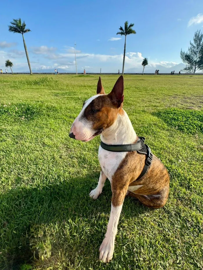 Cachorro ra a Pit-Bull idade 2 anos nome Testo 