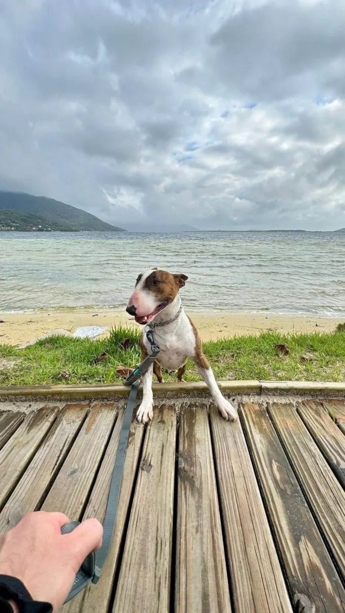 Cachorro ra a Pit-Bull idade 2 anos nome Testo 